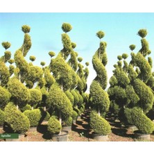 Limon Çam Ağacı Fidanı Spiral Şekilli 200CM-250CM