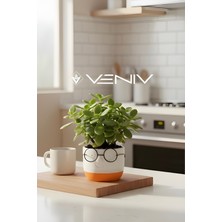 Veniv Home Dekoratif Profesör Gözlüklü Saksı 8x8 cm
