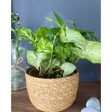 Syngonium Arrowhead – Dayanıklı Şans Bitkisi - Ok Başı Sarmaşığı - Melek Kanadı Bitkisi