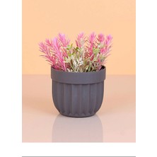 Venüs Shopping Çizgili Saksı Dikenli Çiçek -5781