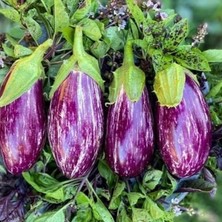 Tarım Ata Tohumu Yöresel Kayseri Yamula Patlıcanı Pijamalı Patlıcan 50 Adet Tohum