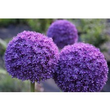 Look 10 15 Adet Mor Snowball-Kartopu Çiçek Tohumu TH-2022DSHNGLKTHM143