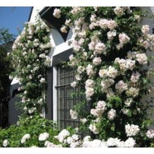 Dünyam 10 Adet Beyaz Sarmaşık Gül Tohumu