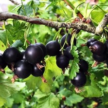 Naturel 2 Tad Bir Arada Frenk Üzümü Bektaşi Üzümü Melezi Josta Üzümü