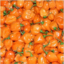 Adet Turuncu Habanero Acı Biber Tohumu