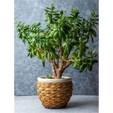 Çiçeği (20 40 Cm)1 Adet Saksılı Iç Mekan Bitkisi Crassula Ovata