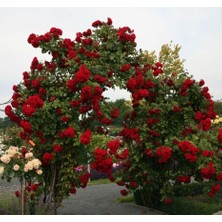 Dünyam 20 Adet Kırmızı Sarmaşık Gül Tohumu