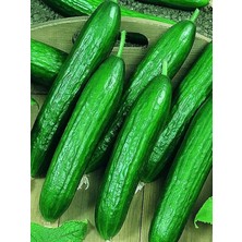 Garden Çok Verimli Hibrit Salatalık Tohumu 30 Ad. Tohum