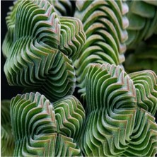 Look Crassula Columnaris Sukulent Tohumu TH-9154684654850