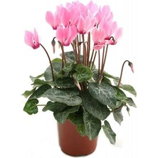 Dünyam Sıklamen Çiçeği 5 Adet Çiçek Tohumu Ev Bahçe Için Ideal