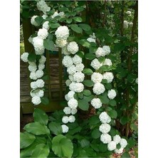 Look 10 15 Adet Sarmaşık Snowball-Kartopu Çiçek Tohumu Beyaz TH-2022DSHNGLKTHM147