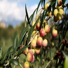 Paket Tüplü Bodur Yağlık Arbequina Zeytin Fidanı (2 Yaş)