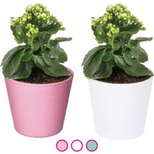 Kut Fly Viapot Renkli Saksı  3 Adet