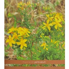 Mena Rise Arifoğlu Üzerlik Tohumlu Çörekotlu Macun 450 gr