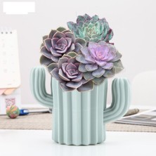 Mena Rise Kaktüs Figürlü Masaüstü Mini Sukulent Saksı - Kalemlik Plastik