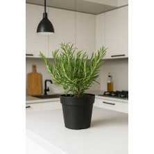 Tunç Botanik SAKSIDA BİBERİYE 3 ADET - Mutfakta Hazır Biberiye Rosmarinus