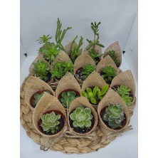 Şenay’ın Kaktüs Dünyası 25'li Sukulent Seti