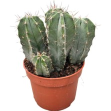 Betonish Stenocereus Pruinosus (Kaktüs)