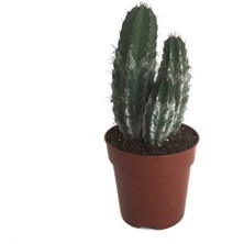 Betonish Polaskia Chichipe (Kaktüs)