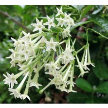 MELİSA ÇİÇEĞİ FİDANI 3 ADET - Cestrum Nocturnum