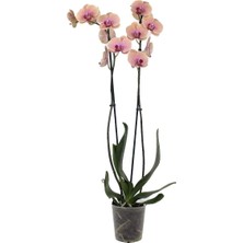 Gardenkoala Mercan Renkli Orkide – Phalaenopsis – Çift Dal