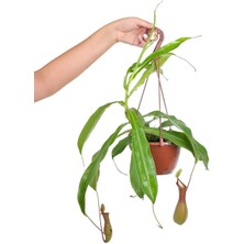 Gardenkoala Etobur Bitki (Sinek Kapan Sarmaşığı) – Nepenthes Alata – Askılı 15 cm Saksı