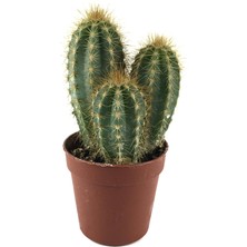 Betonish Pilosocereus Azureus (Kaktüs)