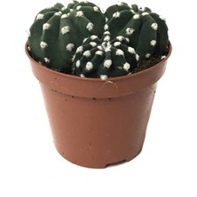 Betonish Echinopsis Subdenudata (Kaktüs)