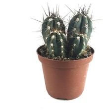 Betonish Stetsonia Coryne (Kaktüs)