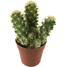 Betonish Mammillaria Elongata 'Subcrosea' (Kaktüs)