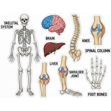 Bsb Anatomi Telefon Laptop Notebook Tablet Defter Matara Stiker Etiket ST2295