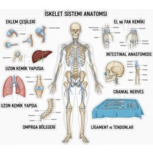 Bsb Anatomi Telefon Laptop Notebook Tablet Defter Matara Stiker Etiket ST2302