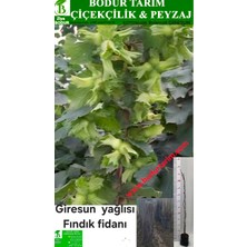 Bodur Tarım Bulancak 2 Yaşında Doku Kültür Tüplü Topraklı Giresun Yağlısı Fındık Fidanı