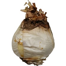 Aktar Diyarı Ada Soğanı 250 gr