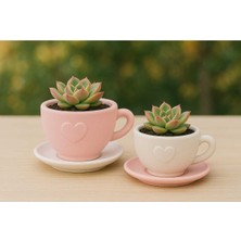 2'li El Yapımı Fincan Tasarımlı Saksı Seti - Handmade Taş Tozu Sukulent Mumluk Dekoratif Biblo 8 cm