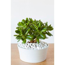 Lin Dekor Beyaz Dolomit Taş 1-2 cm 25 kg Dere Taşı Çakıl Taşı Bahçe Süs Taşı Peyzaj Taşı Dekoratif Taş