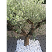 Lin Dekor Beyaz Dolomit Taş 4-6 cm 25 kg Dere Taşı Çakıl Taşı Bahçe Süs Taşı Peyzaj Taşı Dekoratif Taş