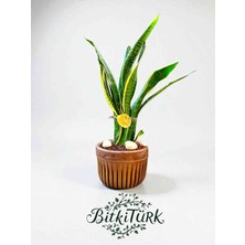 BitkiTÜRK Büyük Boy Sansaveria(Paşa KILICI)75/90CM Beton Saksıda