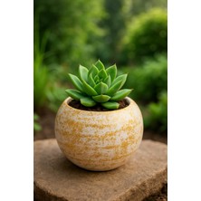 El Yapımı Dekoratif Sukulent Saksı Handmade Taş Tozu Yuvarlak Tasarım Mumluk Kalemlik Sukulent Obje