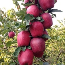 Leaf Shop Naturel Tüplü Aşılı Yarıbodur Bol Verimli Starking Elma Fidanı