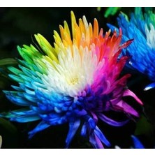 Leaf Shop - Hollanda'dan Ithal - Raınbow Kasımpatı (Chrysanthemum) Çiçeği Tohumu (25 Tohum)