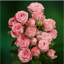 Isparta Gülü Yavruağzı Yediveren Sarmaşık Gül Fidanı 15 Adet 5-25 cm