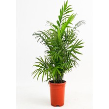 Areka Dağ Palmıyesi Chamadora Elegans