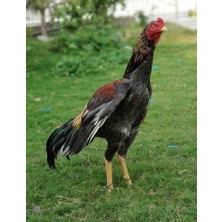 KARACAN SÜS TAVUKLARI VE YUMURTA 12 Adet Aseel Hint Kuluçkalık Yumurta