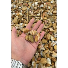 Ahs Sarı Çizgili Rainbow Dolomit Çakıl Taşı 1-3 cm 5 kg Dekoratif Bahçe Peyzaj Saksı Akvaryum Teraryum