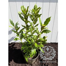 Kokulu Defne Fidanı Aromatik Defne Ağacı Bitkisi Laurus Nobilis 40-60 cm