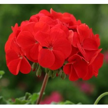 MarkEntegra Sardunya Tohumu (Büyük Çiçek, Kokulu Yaprak) Kırmızı Renkli - 5 Tohum