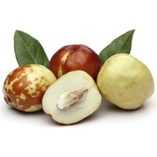 Fidan Sepetim 4 Yaş Aşılı İri Meyveli Hünnap Fidanı