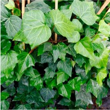 Kaya Sarmaşığı - Hedera Duvar Sarmaşığı Fidanı