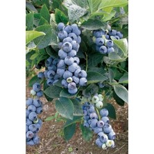 Köy Yaban Mersini Saksılı Blueberry Cok Dallı